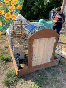 Picture of a woman looking at a moveable chicken coop 