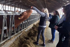 Group of women stand in dairy barn as one of the women attempts to pet a cow.