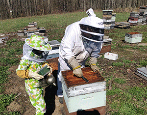  Young child and adult in beekeeping suits tend to beehive box