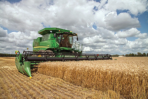 Large combine harvesting wheat