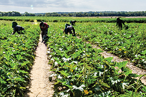 Farmworkers harvesting vegetables by hand in field