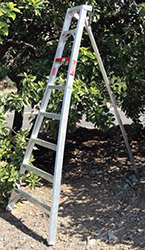 Tripod orchard ladder next to fruit tree