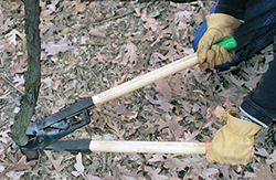 Gloved hands using lopper to cut sapling