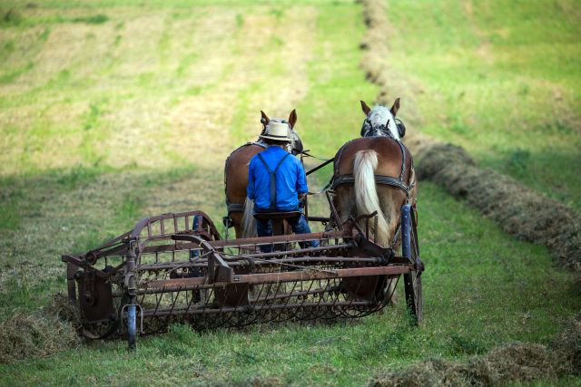 Amish man racking hay with two draft horses - seen from behind